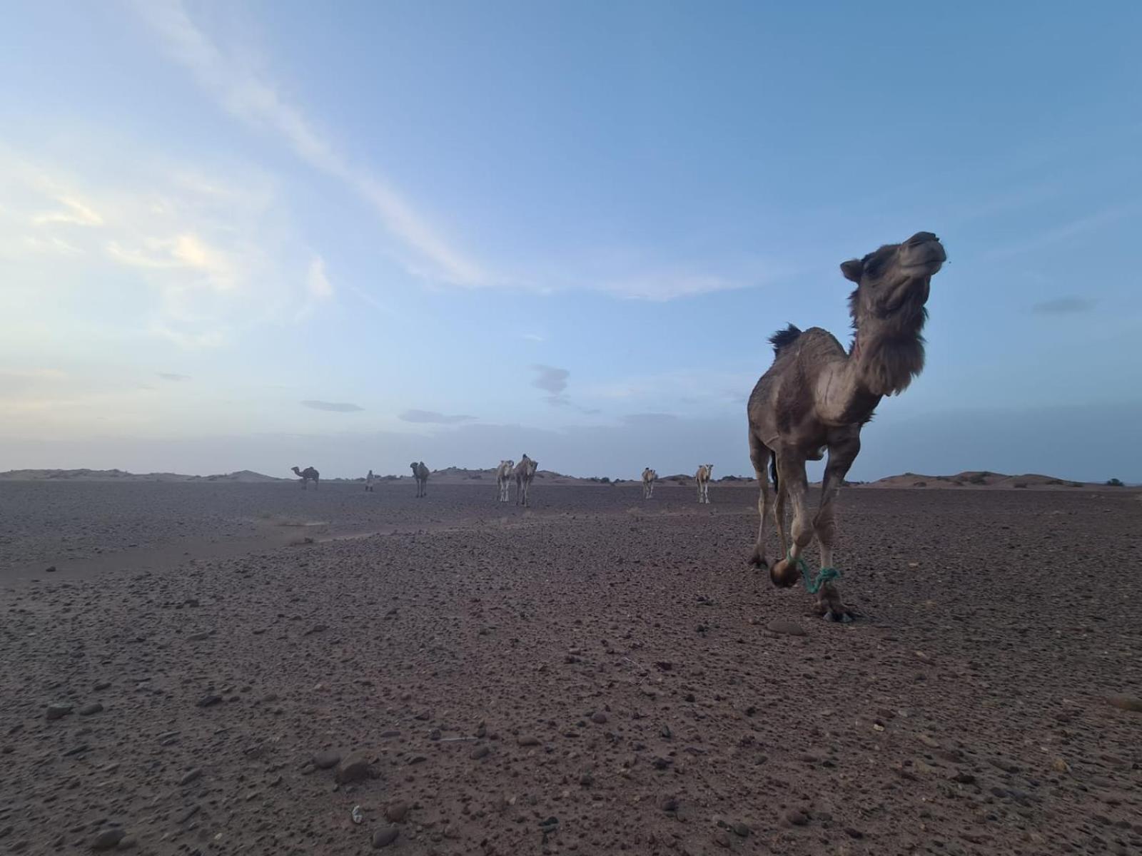 Hotel Dar Sidi Bounou M’hamid El Ghizlane Exterior foto